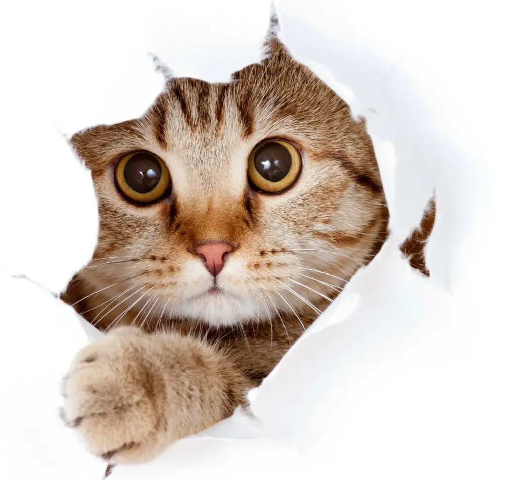 Cat Image 2