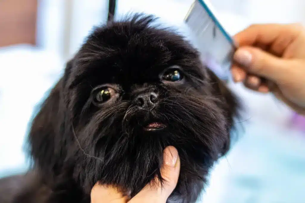 Pet Grooming Near Me