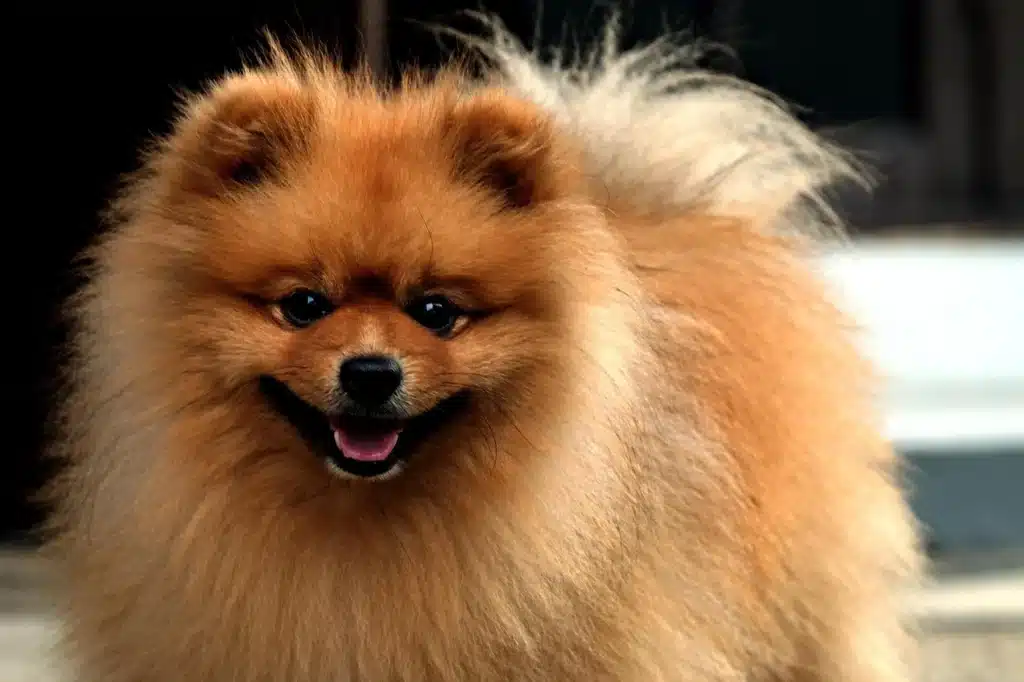 Small Size Dog Breeds