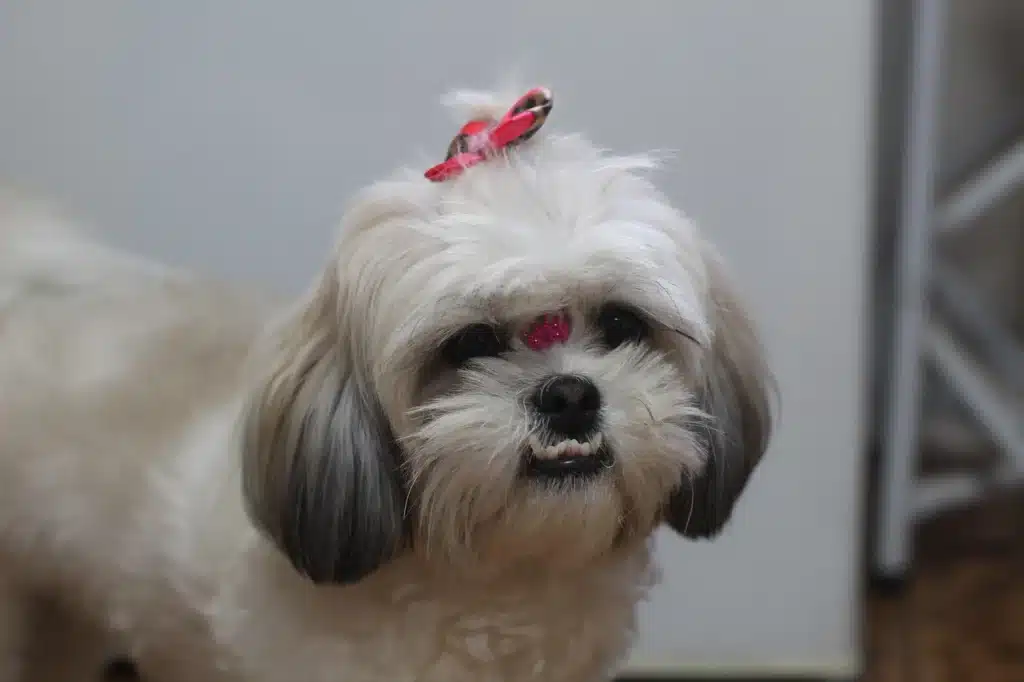 shih tzu dog