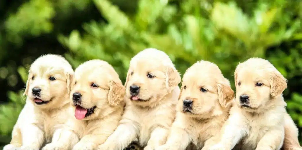 Small Size Dog Breeds