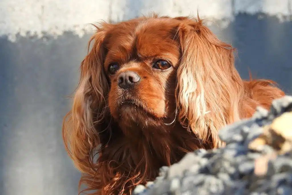 Cavalier King Charles Spaniel