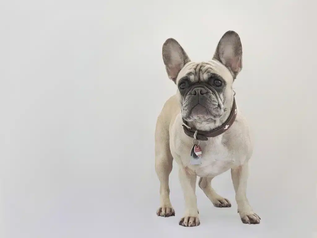 french-bulldog